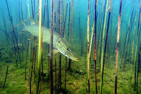 Морской Тематики Обои Подводный Кадр — стоковое фото