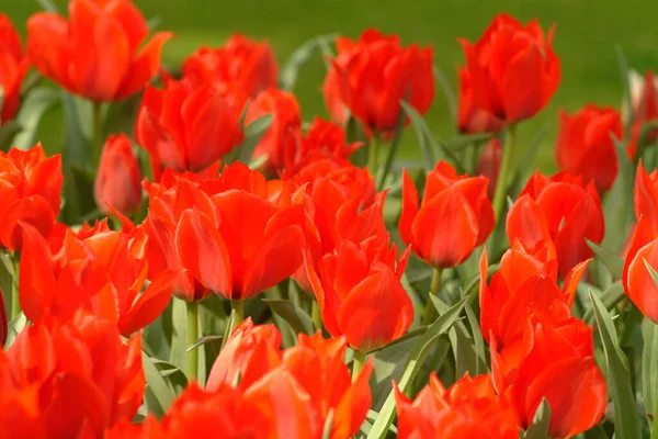 Červené Tulipány Okvětní Lístky Jarní Flóra — Stock fotografie