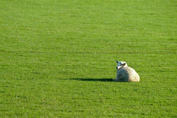 Animali Giovani Attenzione Selettiva — Foto Stock