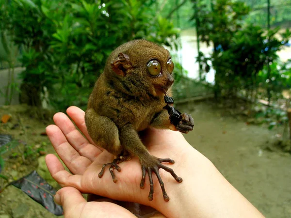 Dierenwelzijn Dierentuin — Stockfoto