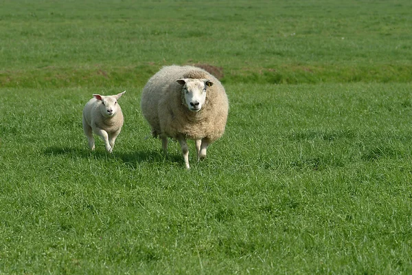 Animales Jóvenes Enfoque Selectivo — Foto de Stock