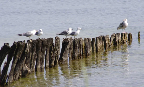 Now Seagulls Stone Even Seagulls Wooden — Stock Photo, Image