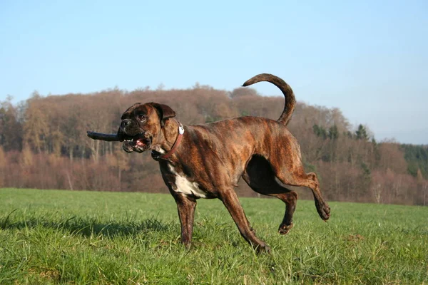 Boxer Cão Luna Sobre — Fotografia de Stock