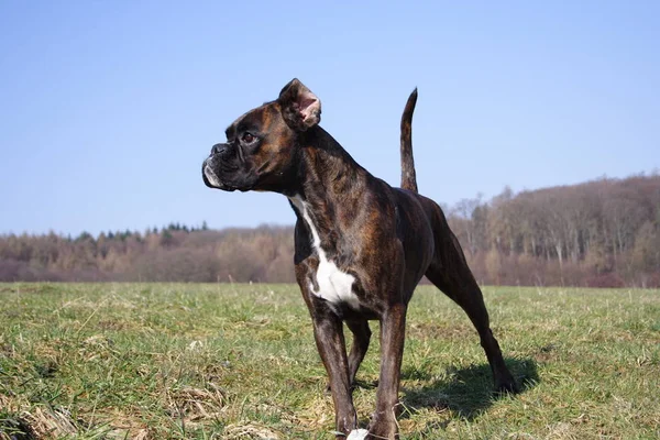 Boxer Cão Luna Anterior — Fotografia de Stock