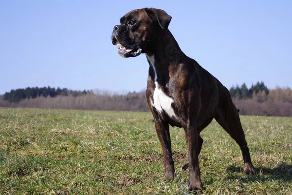 Portret Van Een Schattige Hond — Stockfoto