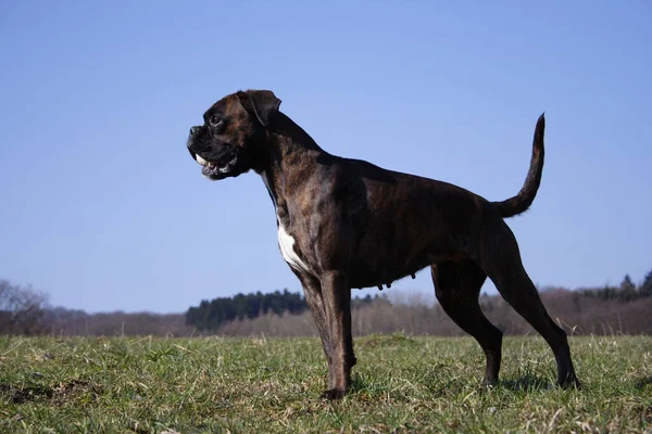 Boxer Luna Lider Konumunda Top — Stok fotoğraf