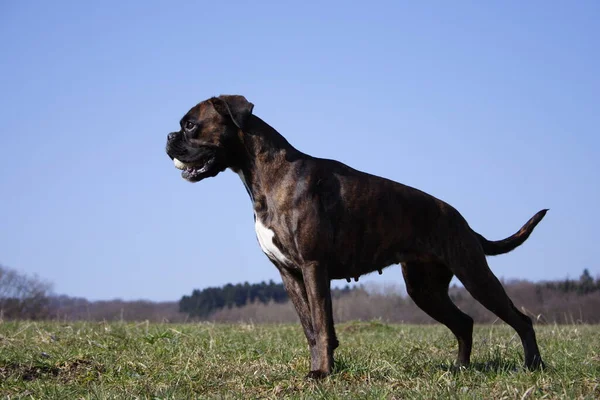 ボクサー犬ルナ緊張姿勢 — ストック写真