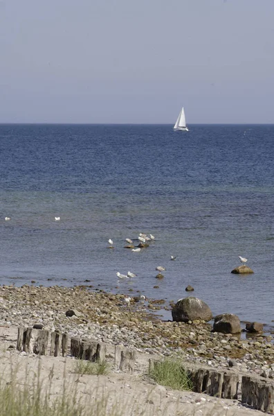 Aussichtsreiche Aussicht Auf Schöne Vögel Der Natur — Stockfoto