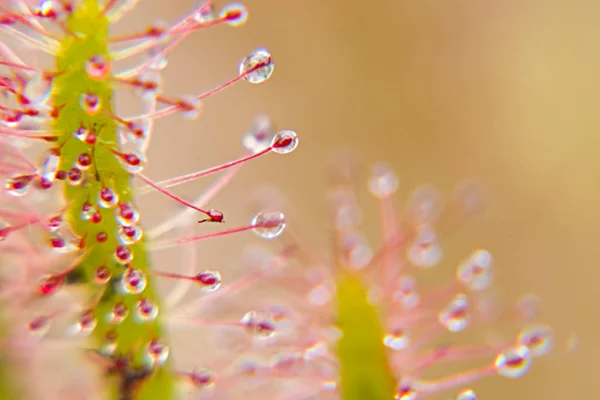 All Carnivorous Plants Grow Extremely Low Nutrient Soils Therefore Dependent — Stock Photo, Image