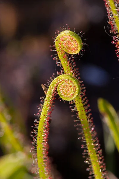 all carnivorous plants grow on extremely low-nutrient soils and are therefore dependent on the nutrients of their prey. the sundew catches smaller insects with the help of sticky traps,which remind of dewdrops by their appearance and thereby au