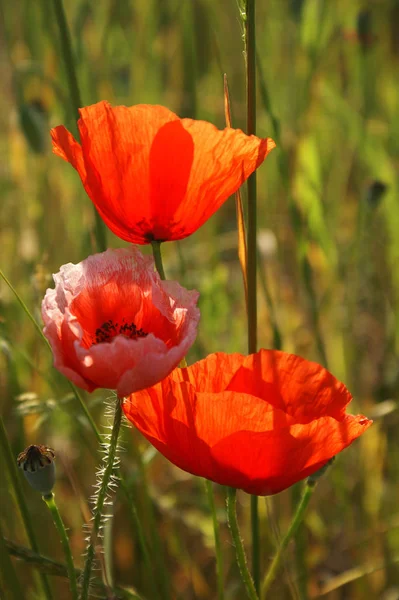 Vista Cerca Hermosas Flores Amapola Silvestre — Foto de Stock