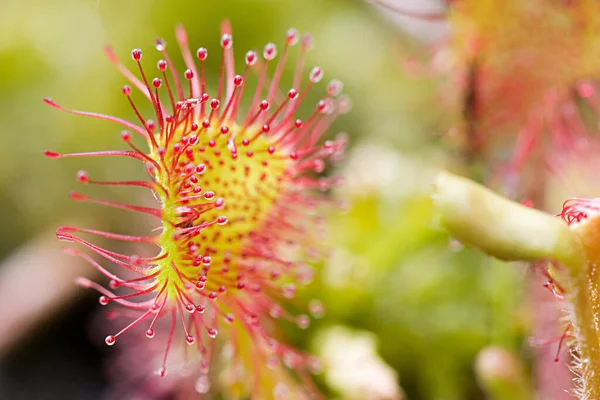 all carnivorous plants grow in extremely nutrient poor soils and are therefore dependent on the nutrients of their prey. the sundew catches smaller insects from sticky traps that recall by your appearance on dewdrops and thereby au