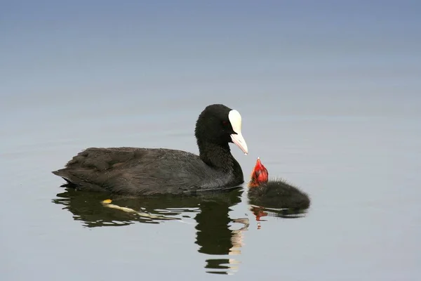 Jungtiere Selektiver Fokus — Stockfoto