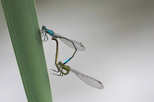 Dragonflies Mating Insects — Stock Photo, Image