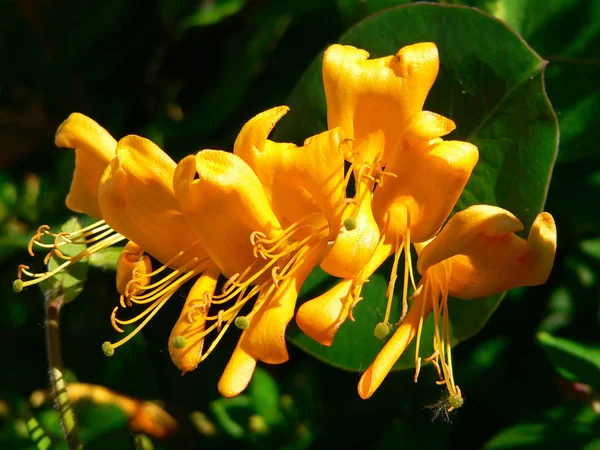 Όμορφα Λουλούδια Ορχιδέας Στον Κήπο — Φωτογραφία Αρχείου