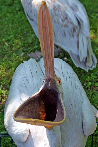 Malerischer Vogelschuss Der Outdoor Szene — Stockfoto