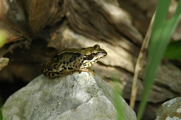 Amphibian animal, wild frog