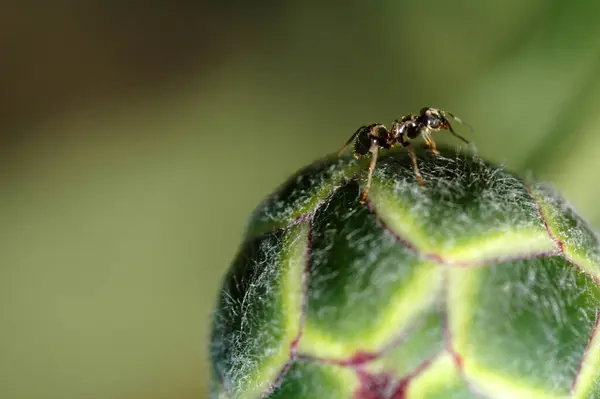 Bir Karınca Küçük Bir Dünyayı Fethetti — Stok fotoğraf