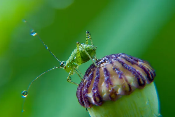 180 Makro Objektiv Nahliníková — Stock fotografie