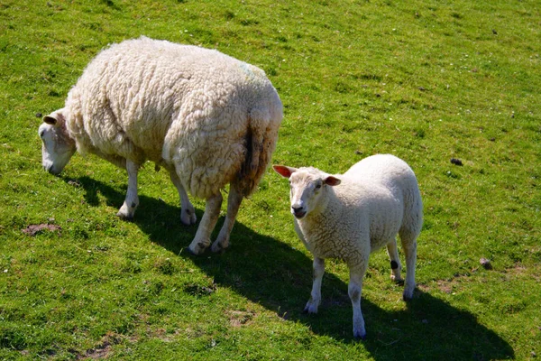 Les Moutons Dans Pâturage — Photo