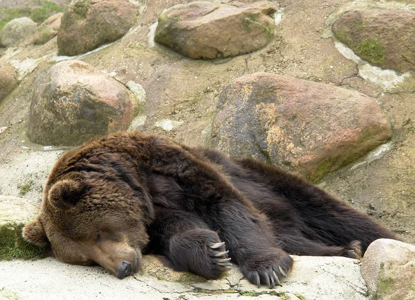 Zbliżenie Zwierząt Zoo — Zdjęcie stockowe