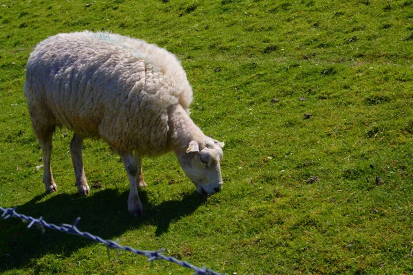 Schafe Auf Der Weide — Stockfoto