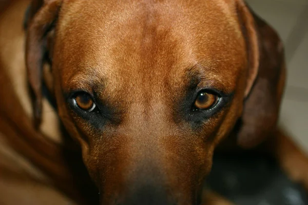 Retrato Lindo Perro —  Fotos de Stock