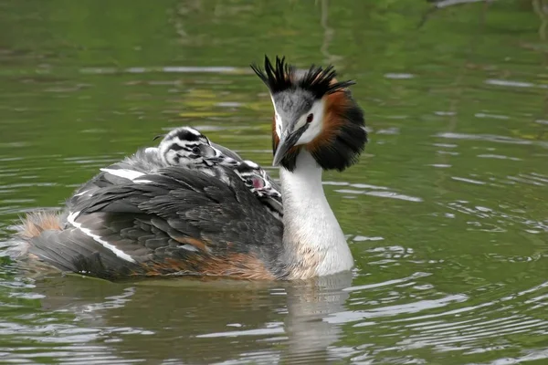 Great Grested Grebe — стоковое фото