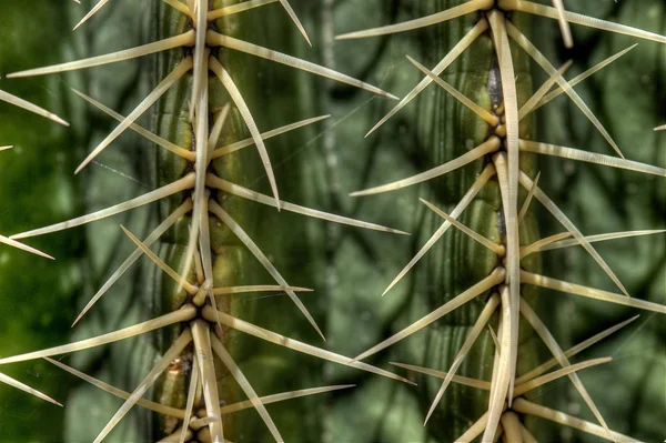 Bel Colpo Botanico Carta Parati Naturale — Foto Stock