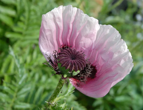 Närbild Vackra Vilda Vallmo Blommor — Stockfoto