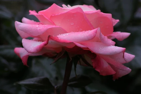 美丽的花朵 花卉概念背景 — 图库照片