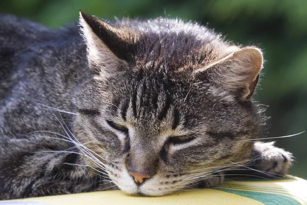 Porträt Einer Süßen Katze — Stockfoto