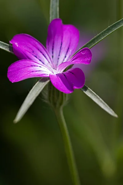 2003 Yılının Çiçeği Kornrade Güya Ackerbegleitflora Aittir Yıllara Kadar Birçok — Stok fotoğraf