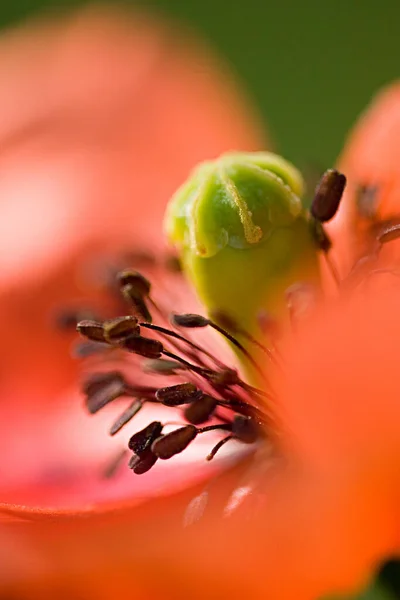 Close View Beautiful Wild Poppy Flowers — Stock Photo, Image
