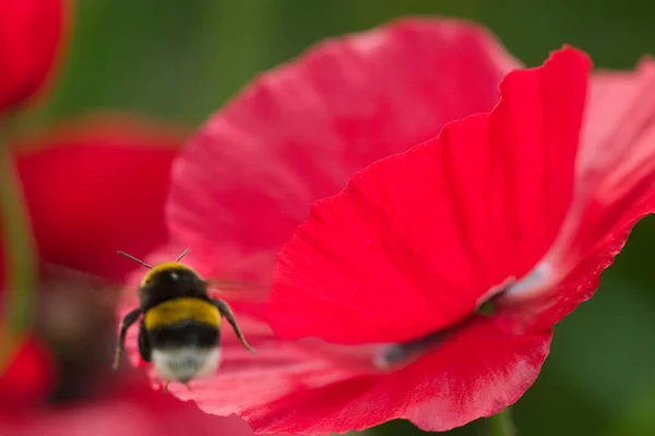 Vista Cerca Hermosas Flores Amapola Silvestre —  Fotos de Stock