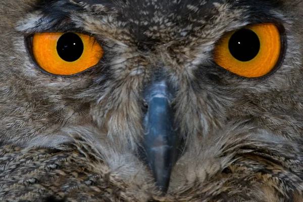 Zou Kunnen Betekenen Dat Mijne Heeft Meffyou Weer Keer Met — Stockfoto