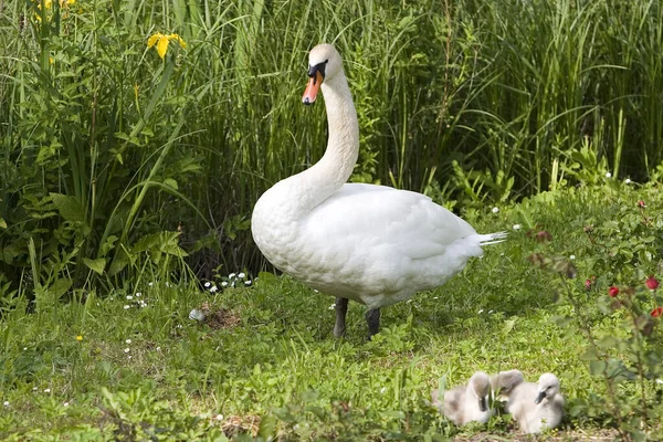 Vista Panorámica Los Cisnes Majestuosos Naturaleza —  Fotos de Stock