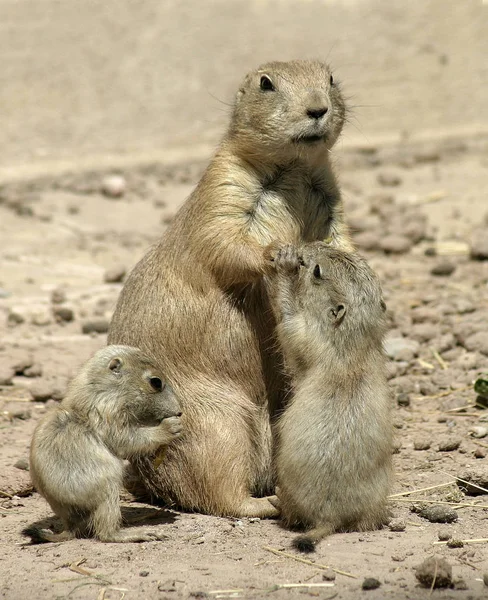 prairie dog family, animals