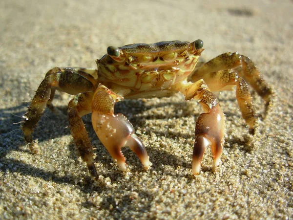 Пляжный Краб Морское Животное — стоковое фото