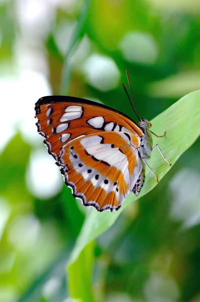 Primer Plano Mariposa Hábitat Concepto Salvajismo —  Fotos de Stock