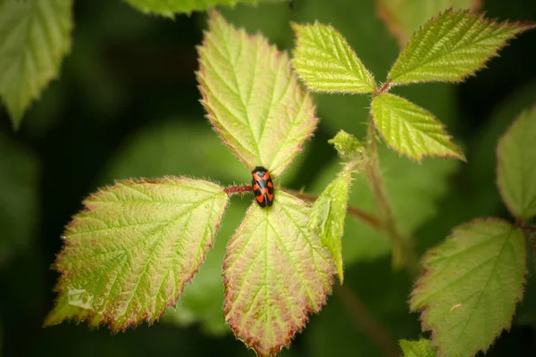 Cercopis Vulnerata Blackberry Leaves — Stock Photo, Image