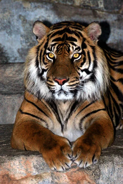 Tigre Felino Depredador Animal — Foto de Stock