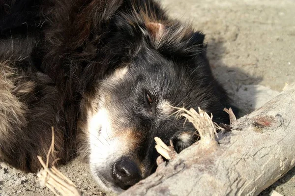 Şirin Bir Köpeğin Portresi — Stok fotoğraf