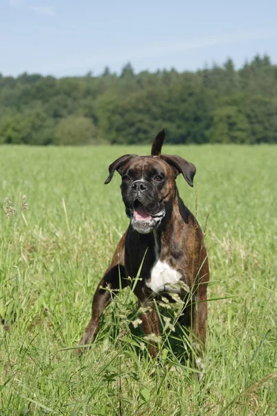 Boxer Prado Contra Floresta — Fotografia de Stock