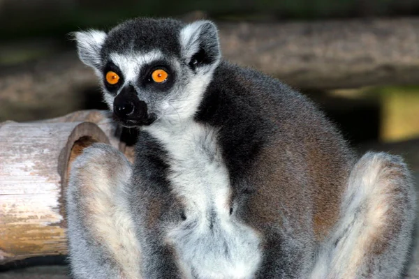 Landskap Madagaskar — Stockfoto