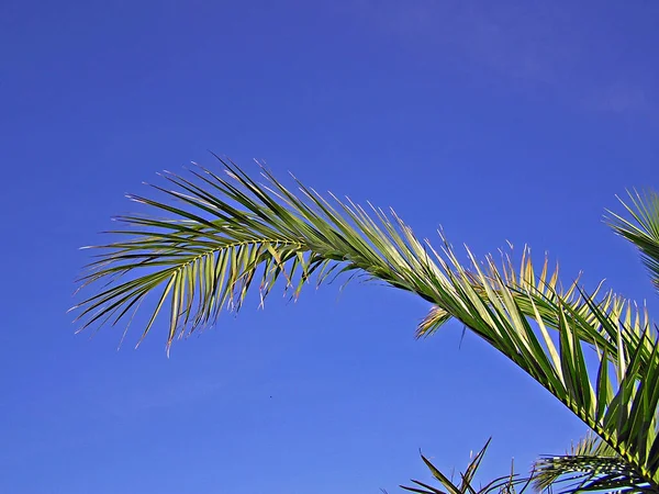 Vacker Botanisk Skott Naturliga Tapeter — Stockfoto