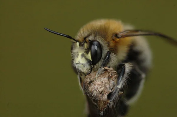 Vista Close Belo Inseto Bumblebee — Fotografia de Stock