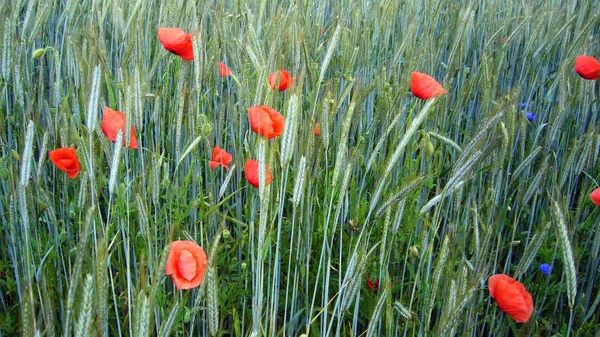 Close Visning Smukke Vilde Valmue Blomster - Stock-foto