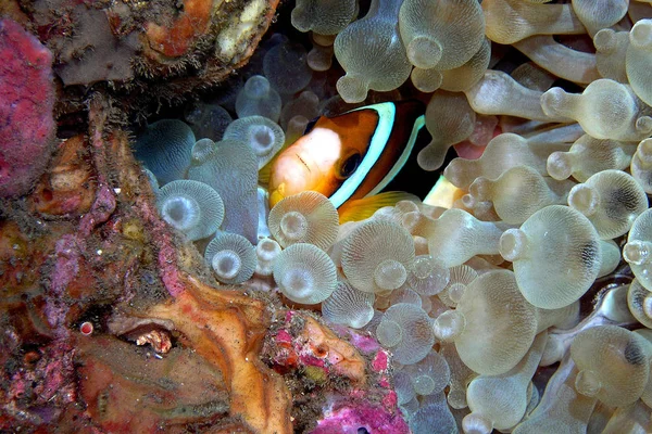 Nemo Anémica Punta Burbuja — Foto de Stock