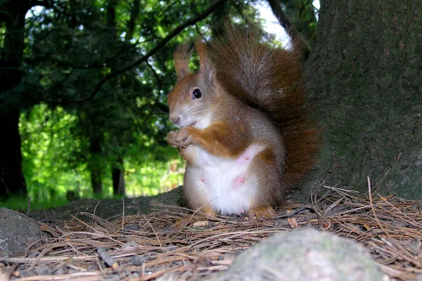 Wildlife Scene Prachtige Natuur — Stockfoto